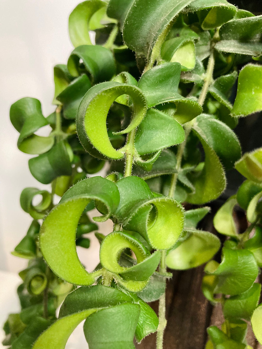 Aeschynanthus Mix - lipstick plant