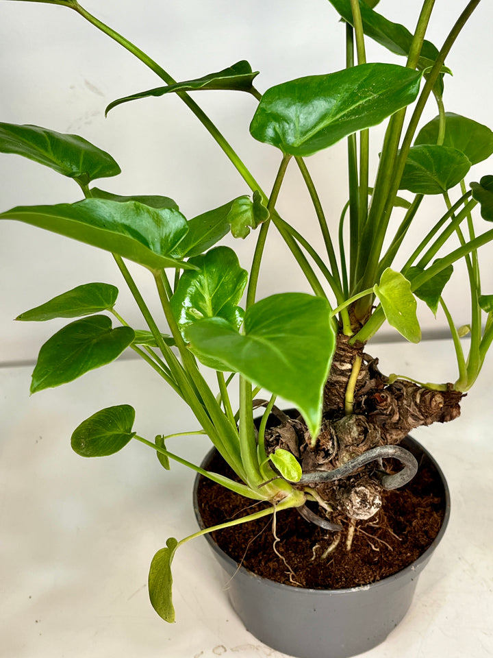 philodendron xanadu kaufen Philodendron Xanadu – Plant Studio