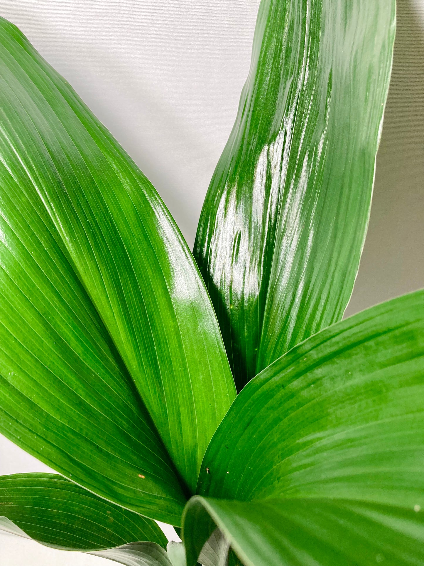 Aspidistra Elatior - Cast Iron Plant