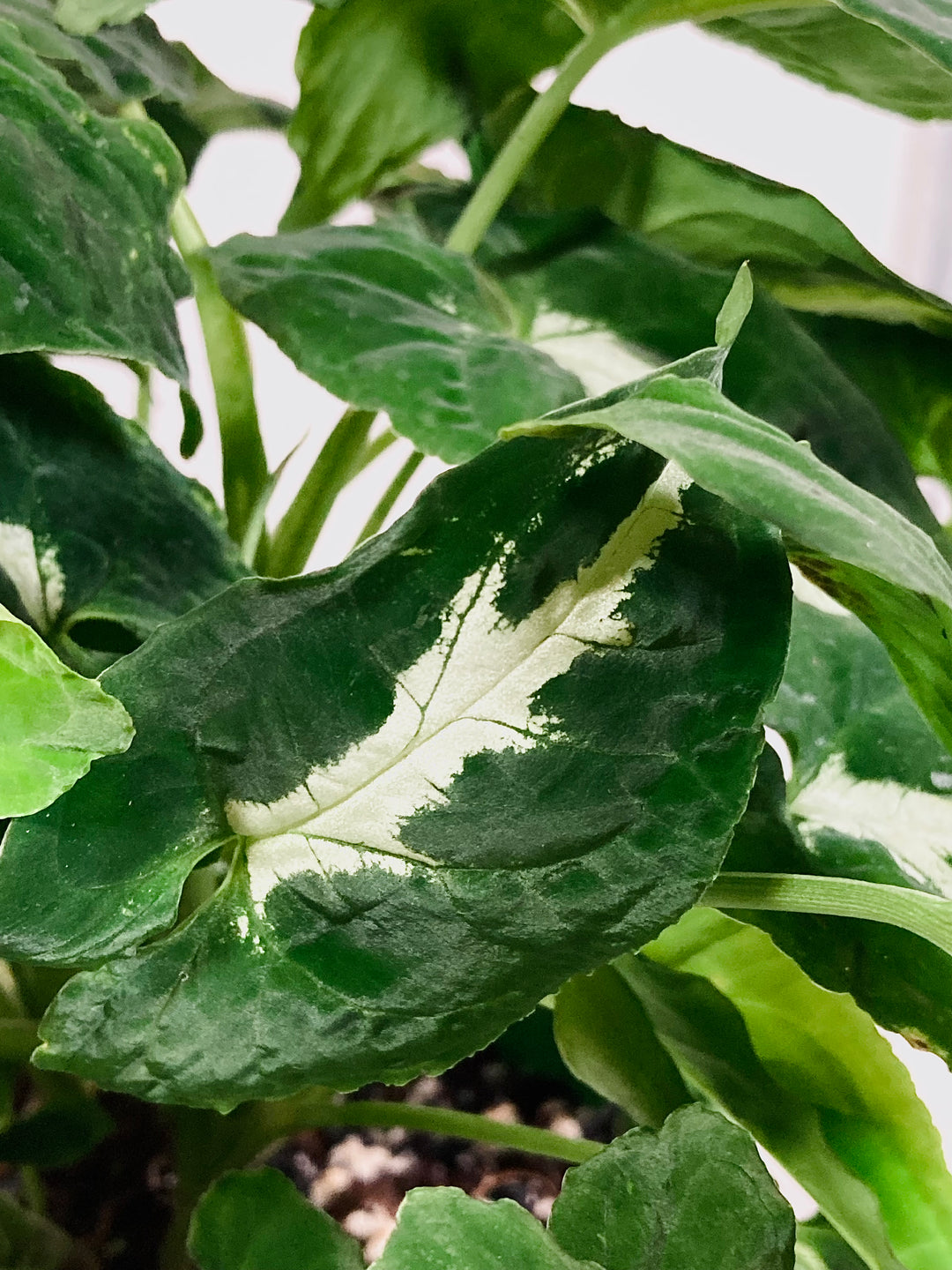 Syngonium Wendlandii