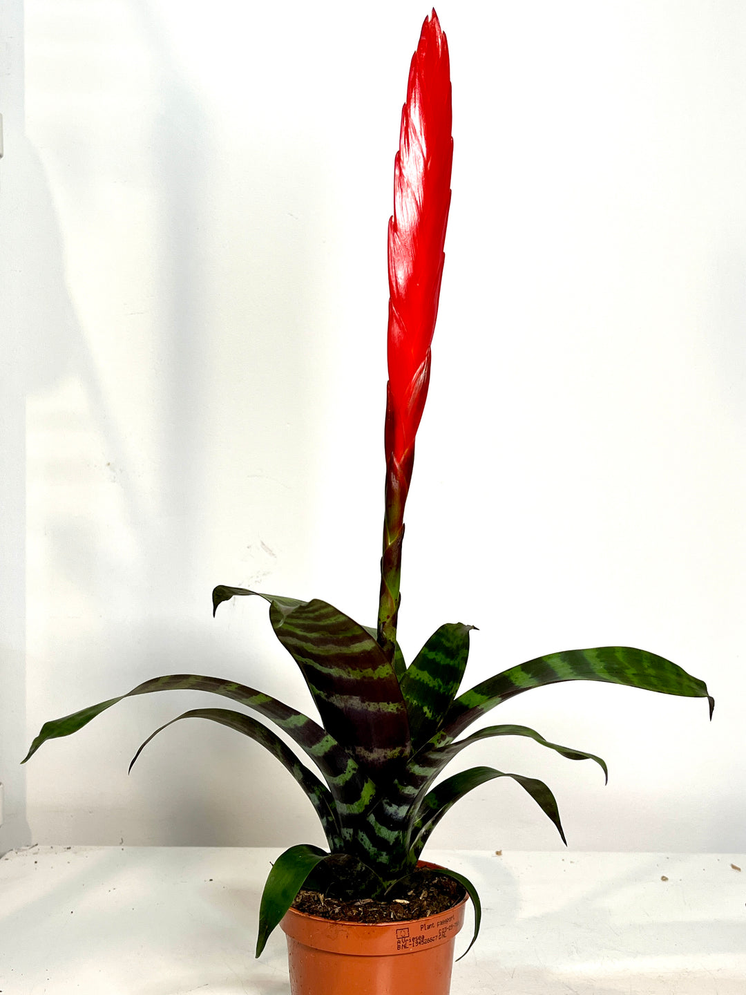 Vriesea ‘Era’ – Flaming Sword Bromeliad