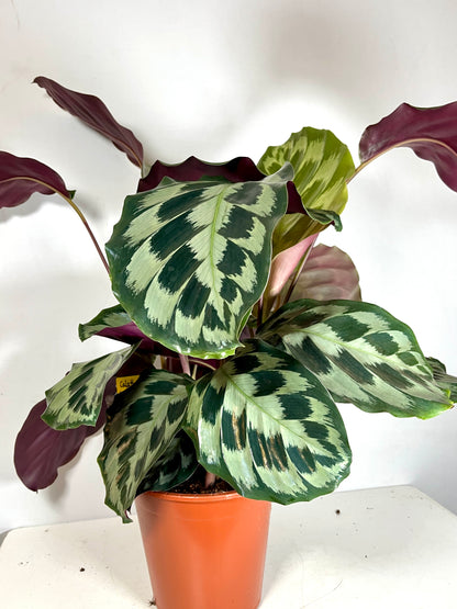 Calathea dressleri ‘Helen Kennedy’