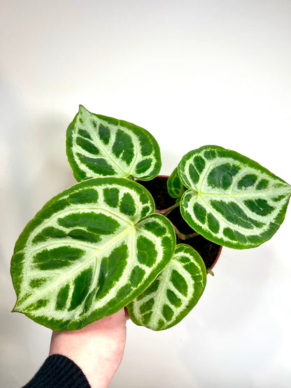 Anthurium Silver Blush