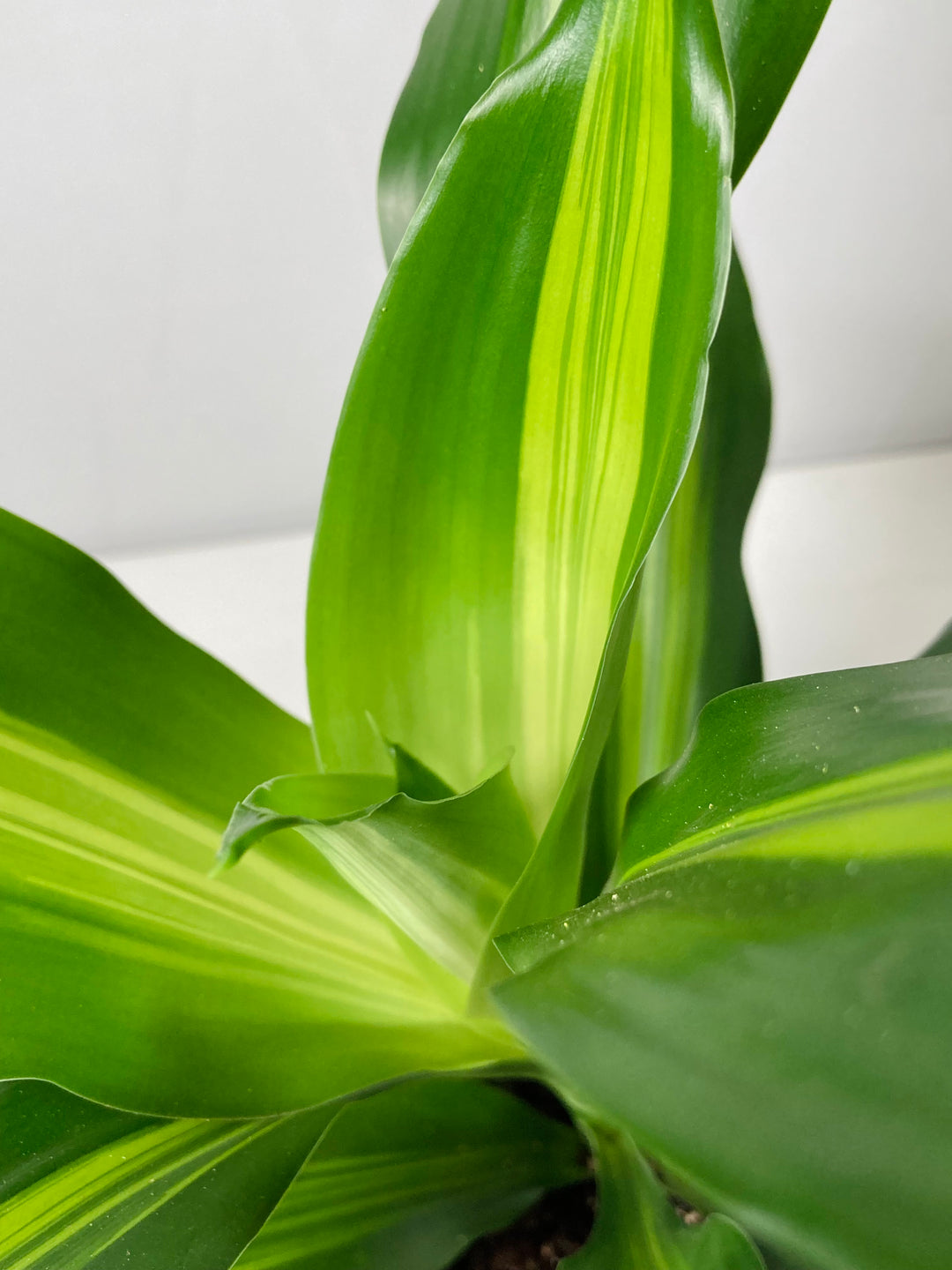Dracaena Cintho