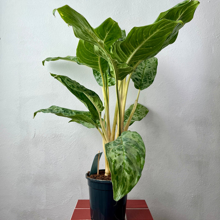 Aglaonema ‘Peacock’ – Chinese Evergreen