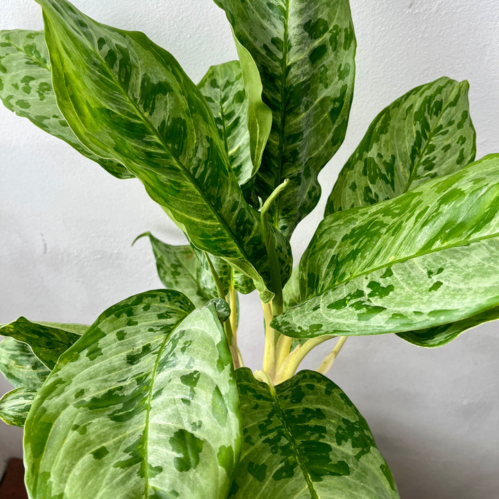 Aglaonema ‘Peacock’ – Chinese Evergreen