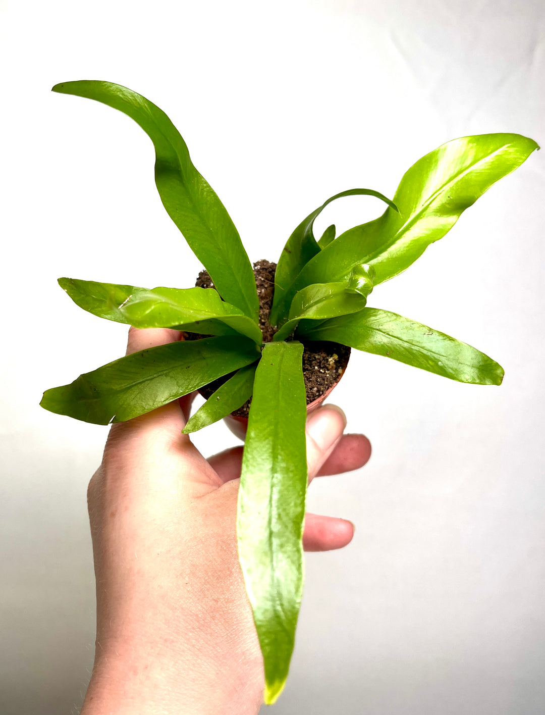 Asplenium Antiquum - Japanese Bird's-Nest Fern