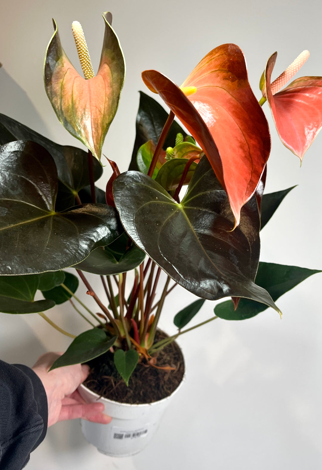 Anthurium Rainbow Champion