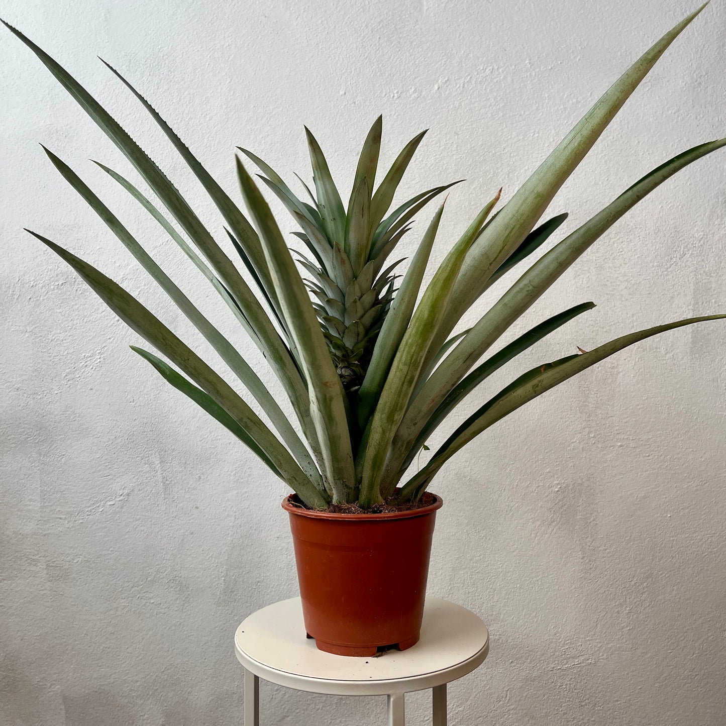 Ananas 'Champaca' – Ornamental Pineapple Plant