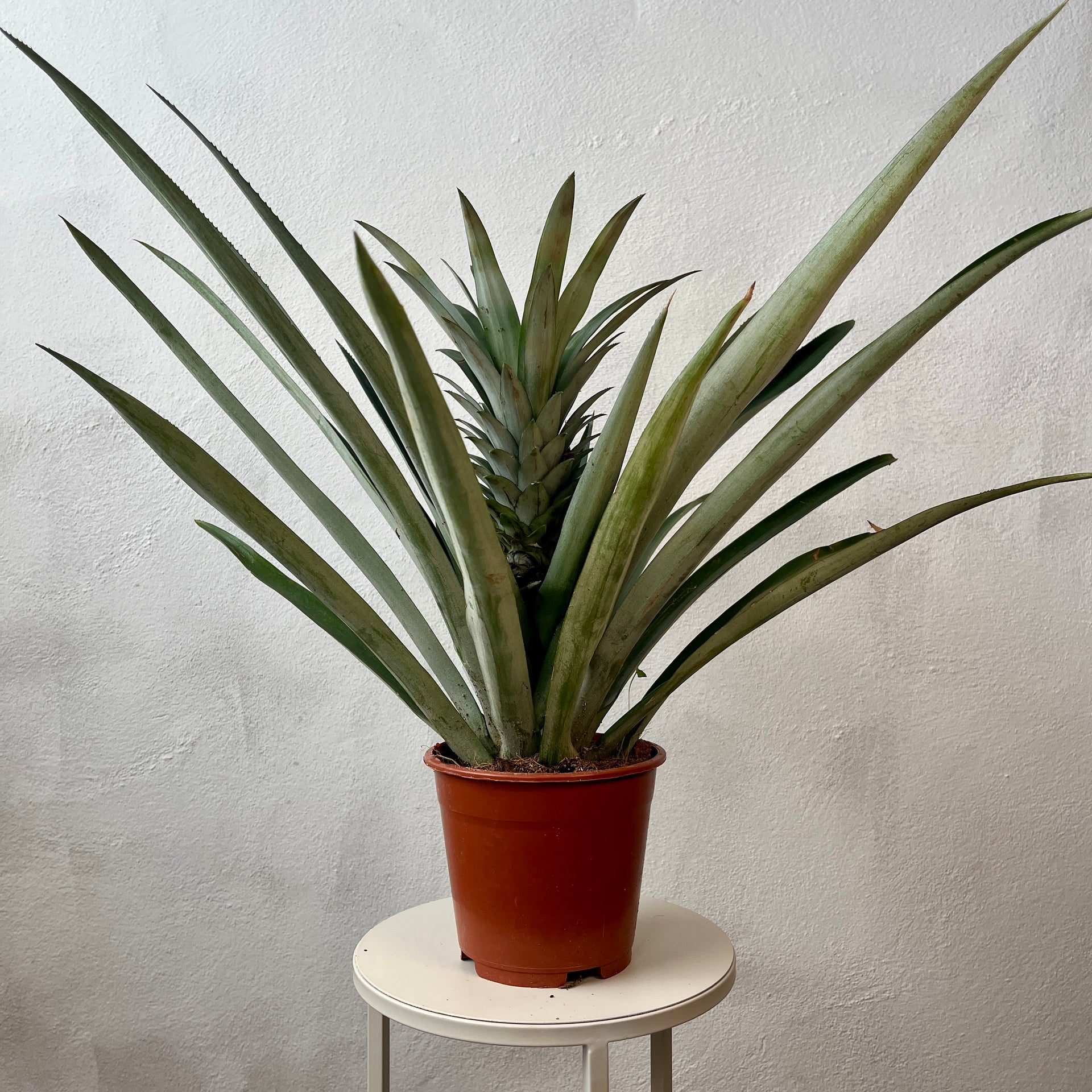 Ananas 'Champaca' – Ornamental Pineapple Plant – Plant Studio