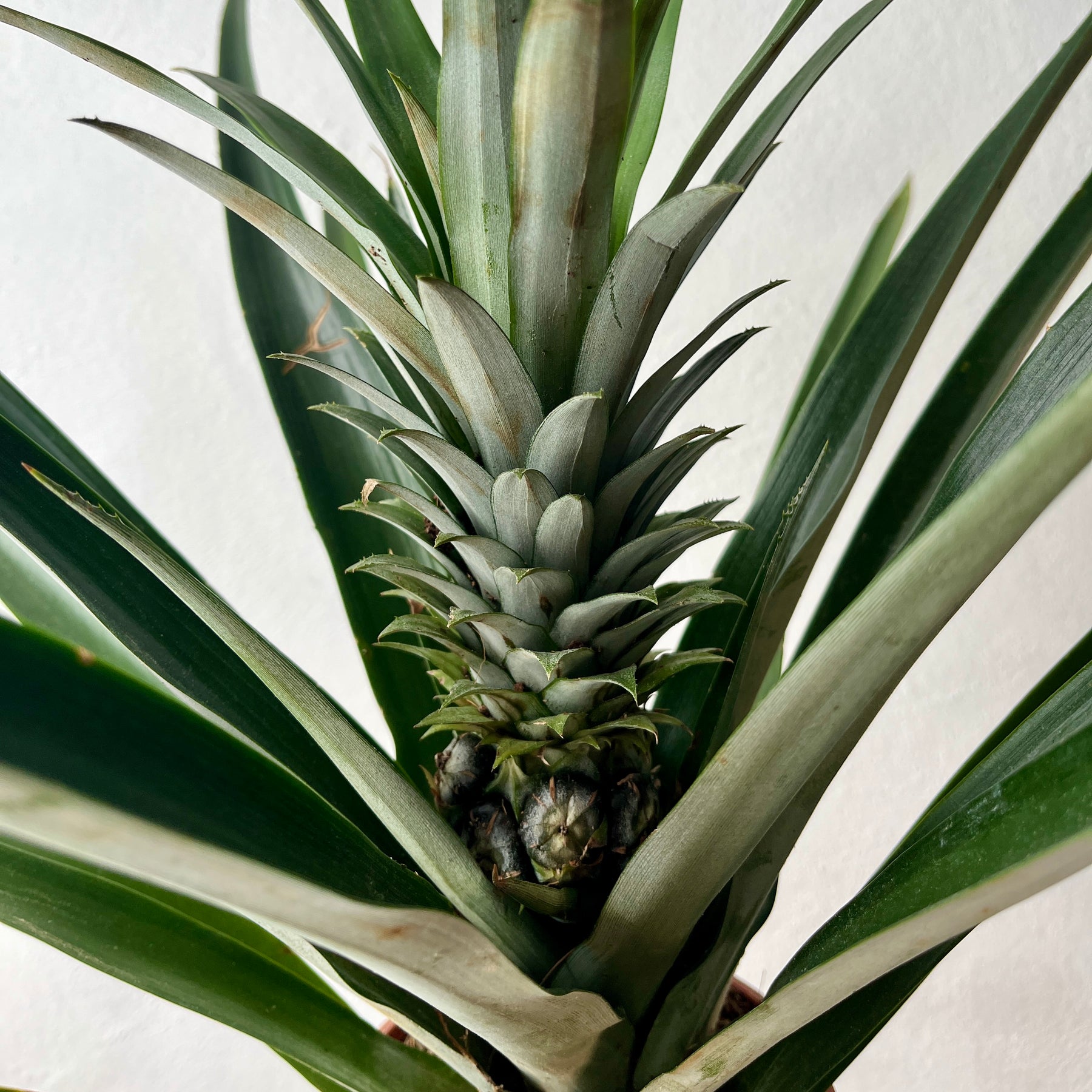 pineapple decorative plant Ananas 'Champaca' – Ornamental Pineapple Plant – Plant Studio