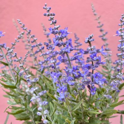 Perovskia ‘Bluesette’ – Russian Sage