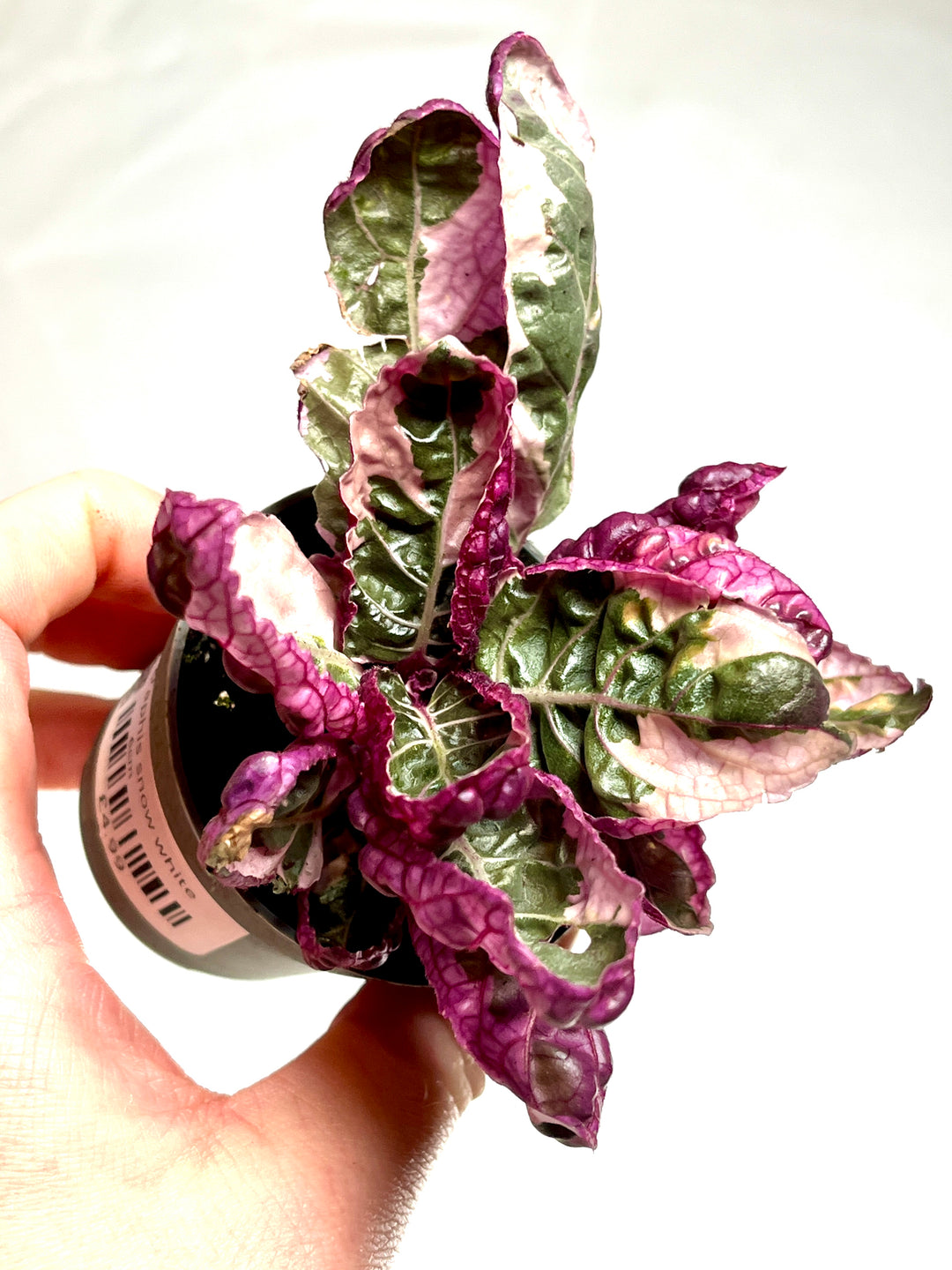 Hemigraphis Snow White