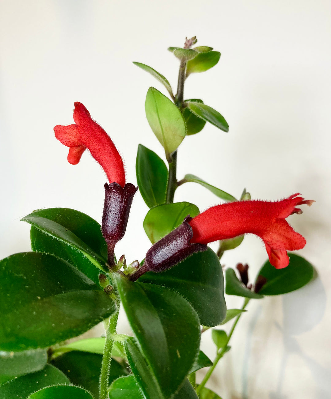 Aeschynanthus Mona Lisa - lipstick plant