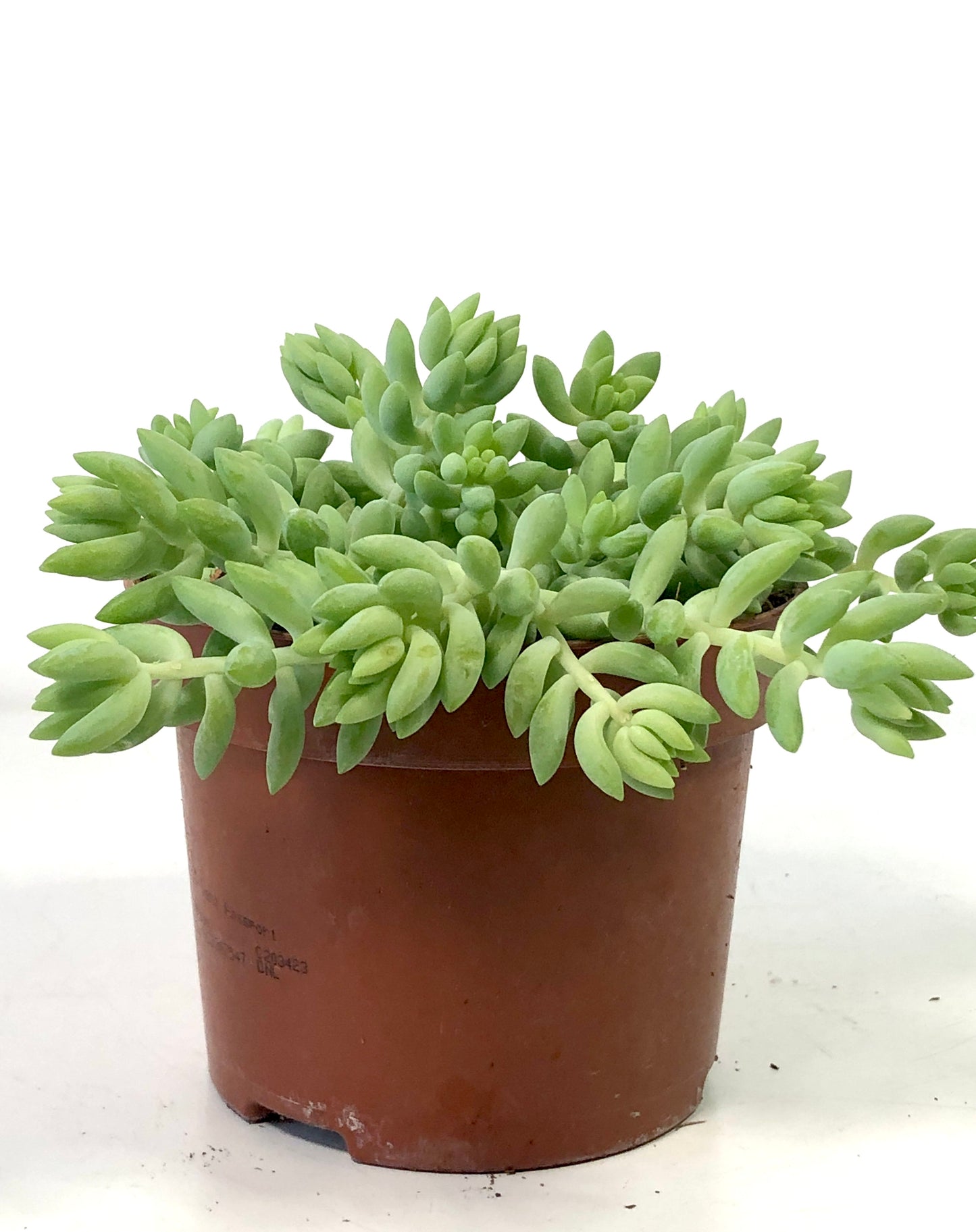 Sedum Burrito - Burrows Tail -Donkey Tail -