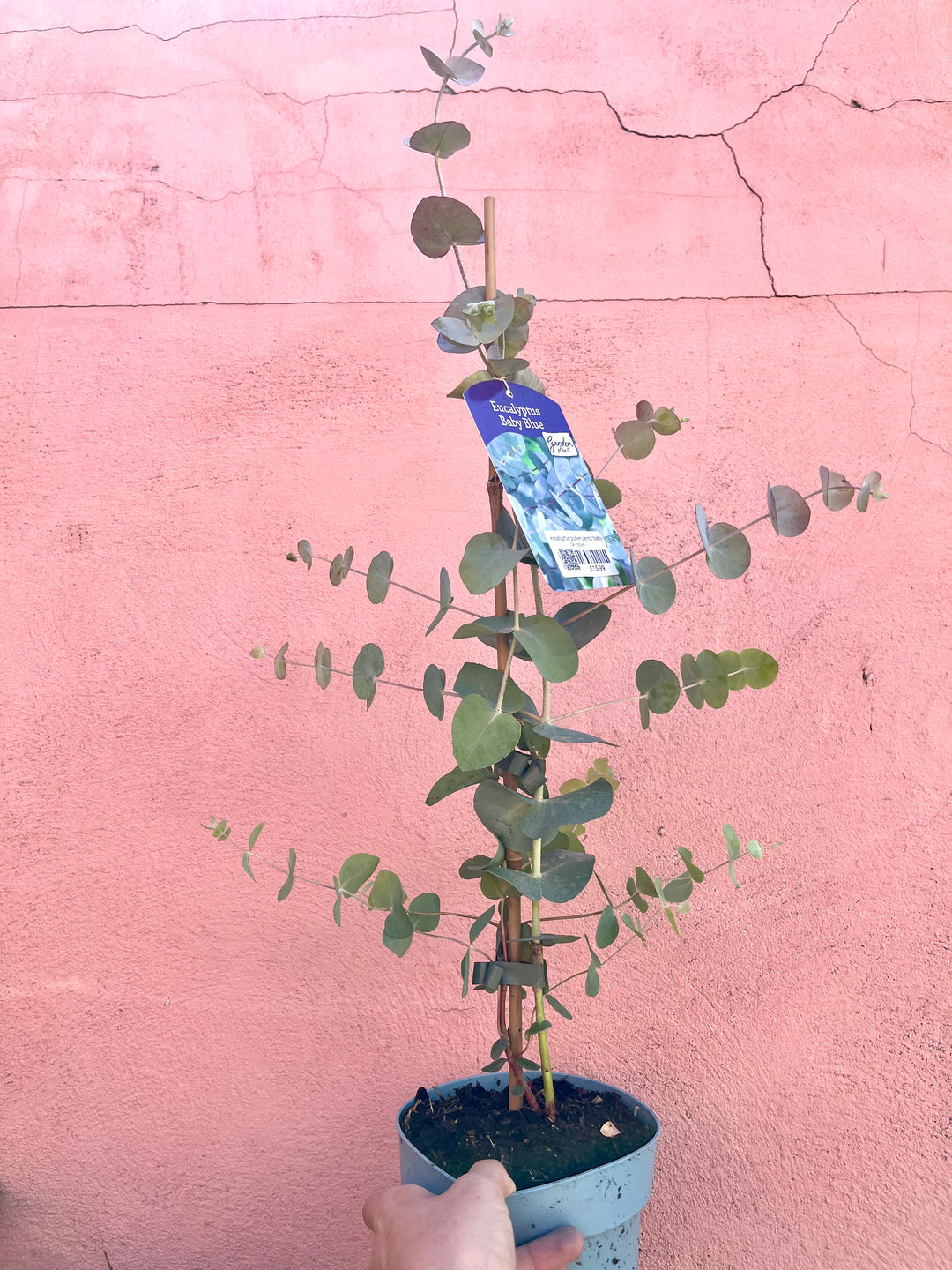 Eucalyptus pulverulenta ‘Baby Blue’