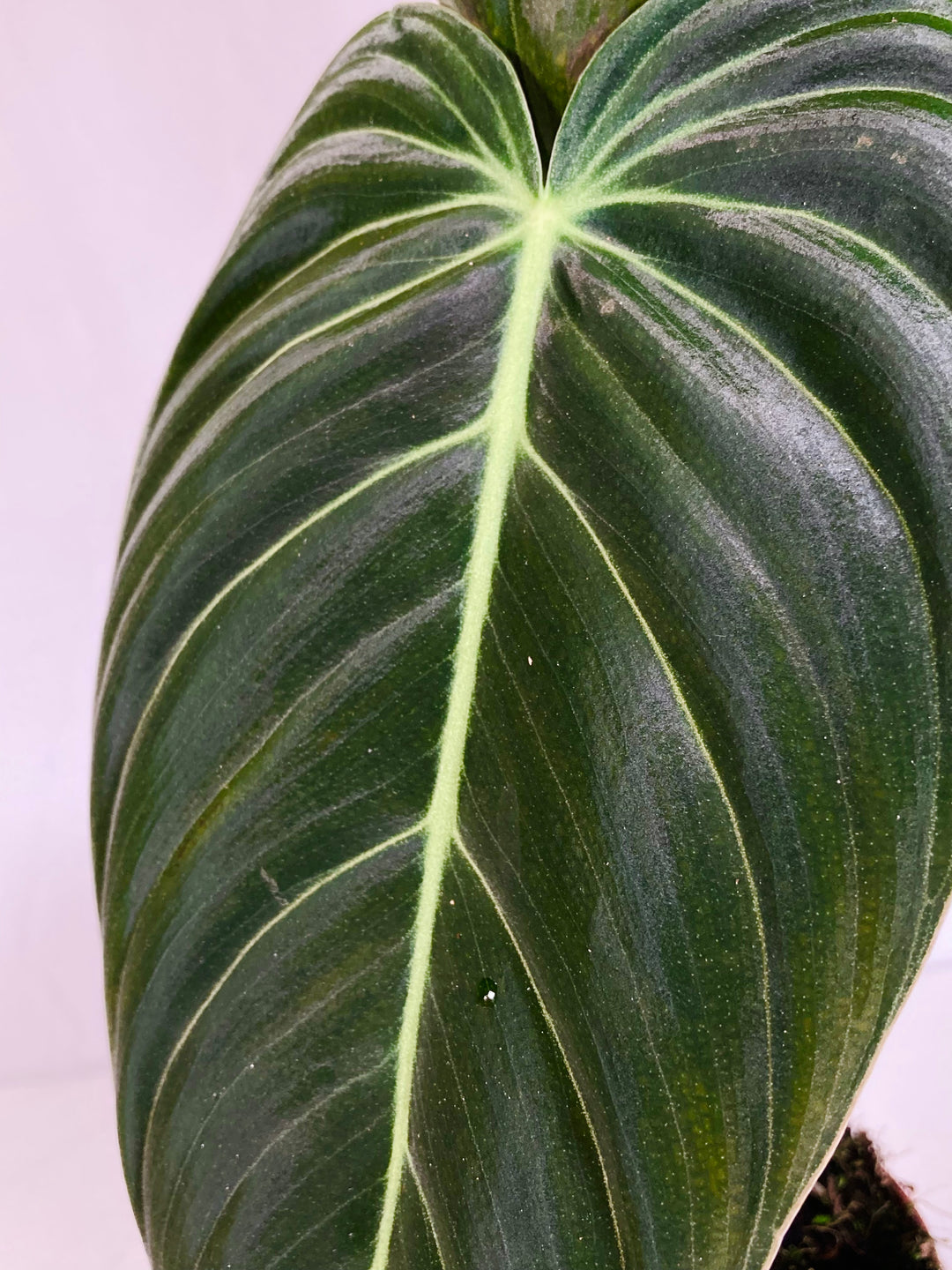 Philodendron Melanochrysum