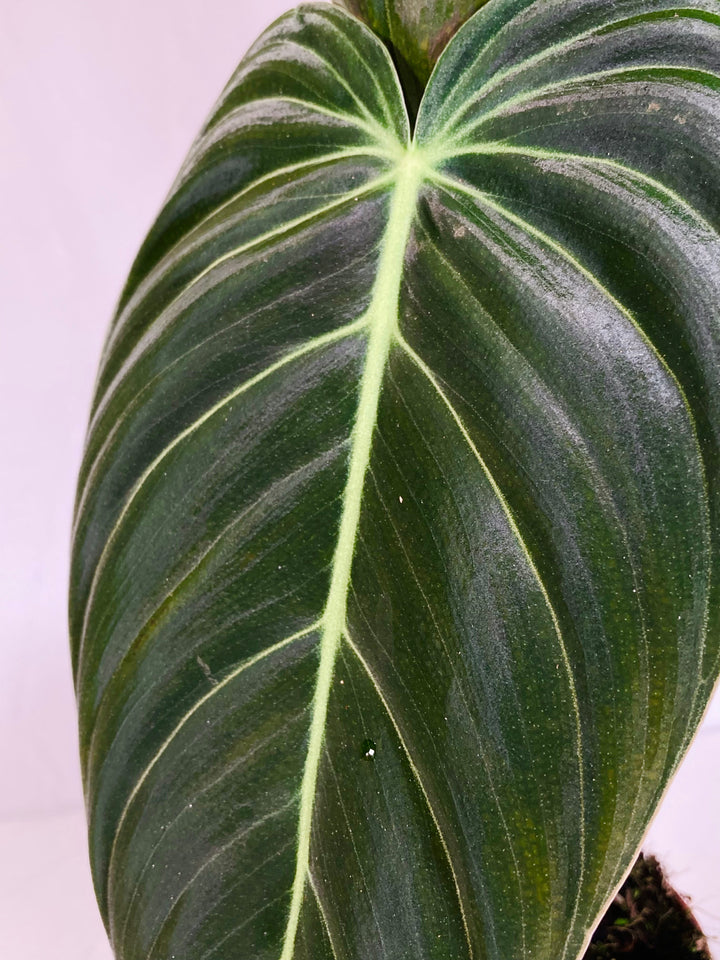 Philodendron Melanochrysum