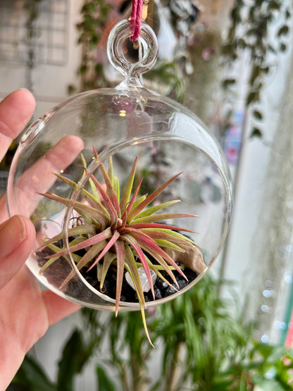 Glass bauble airplant terrarium