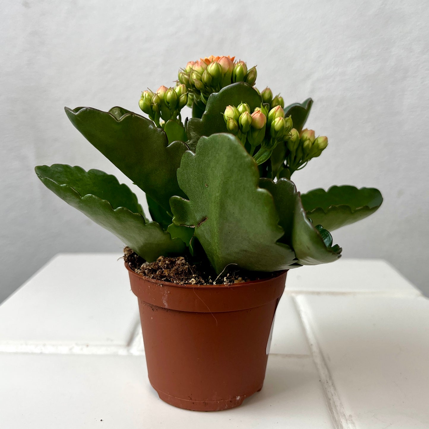 Kalanchoe Rosalina Oranje