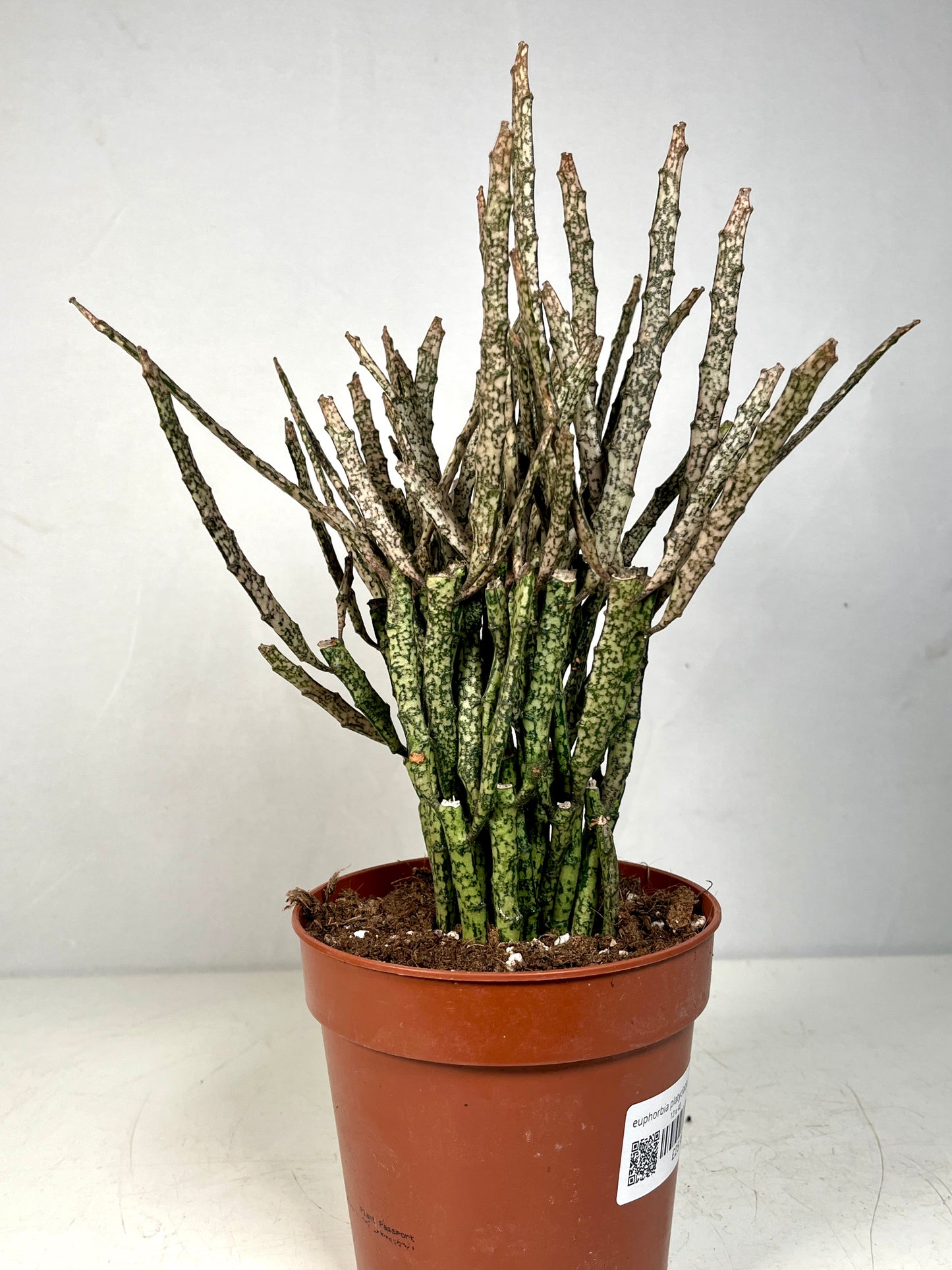 Euphorbia Platyclada | Dead Plant