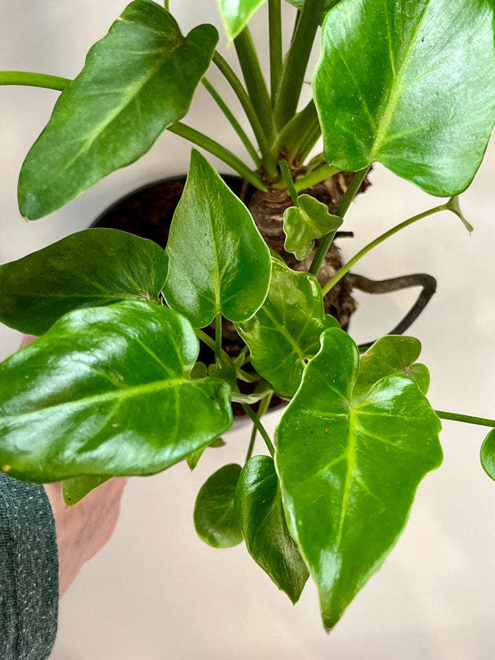 philodendron xanadu soil mix Philodendron Xanadu – Plant Studio
