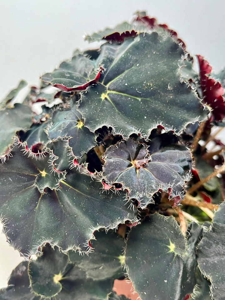 Begonia Rex Dark Mambo