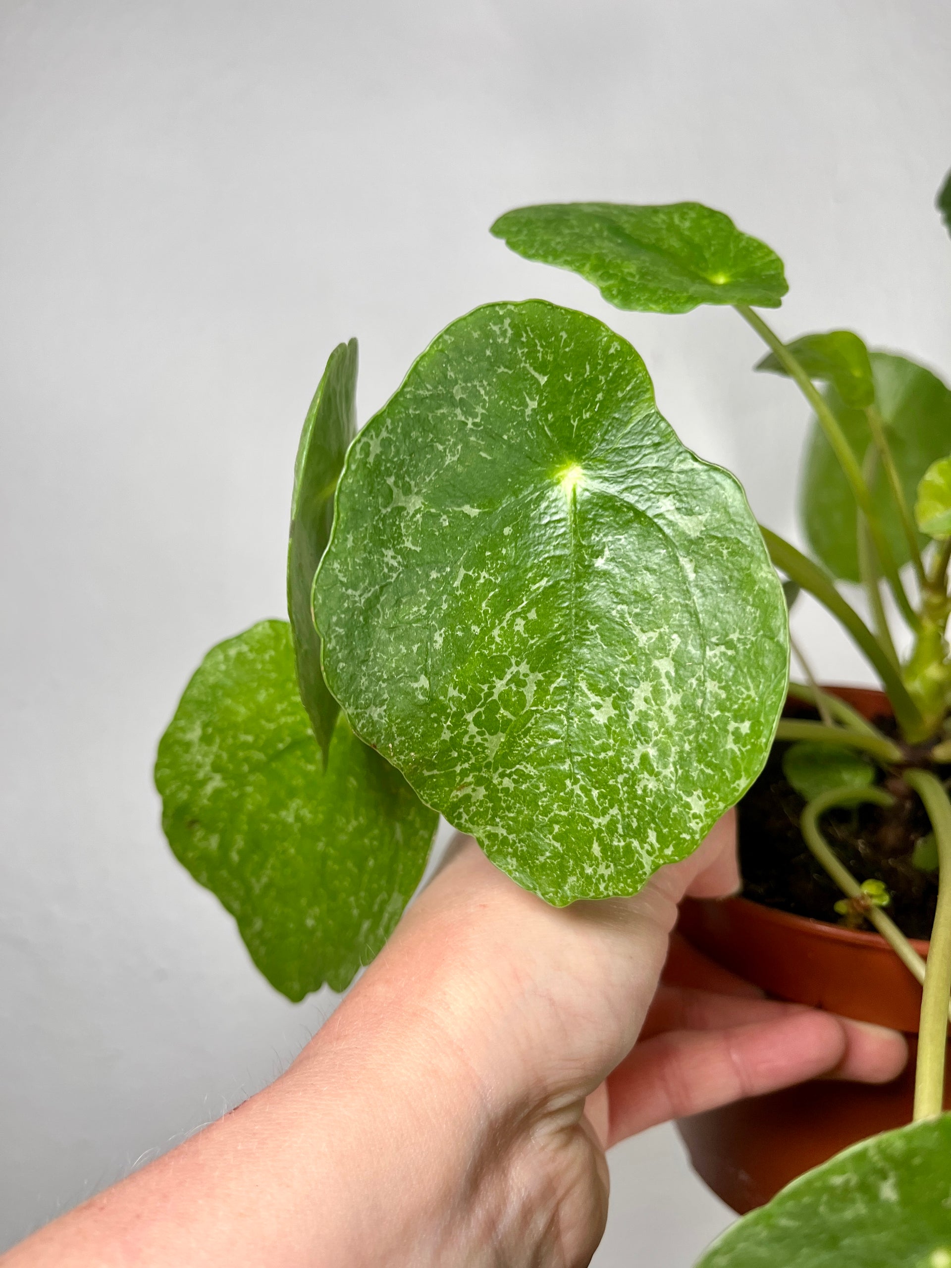 Pilea peperomioides 'Sugar' – Frosted Chinese Money Plant – Plant Studio