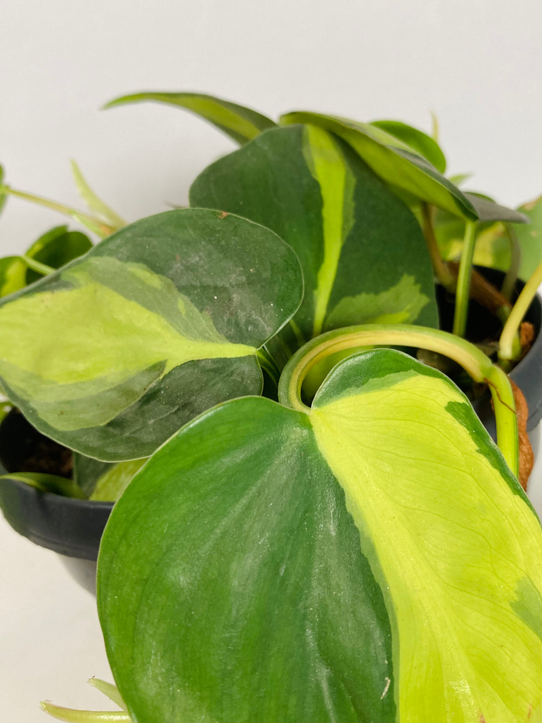 Philodendron Scandens Brasil - Heartleaf Philodendron Brasil