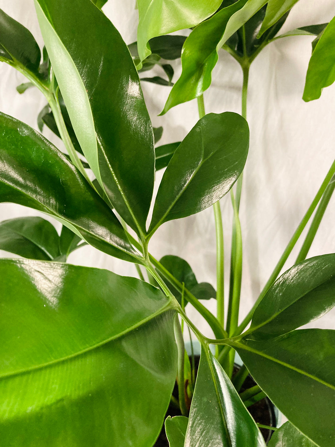 Philodendron Fun bun
