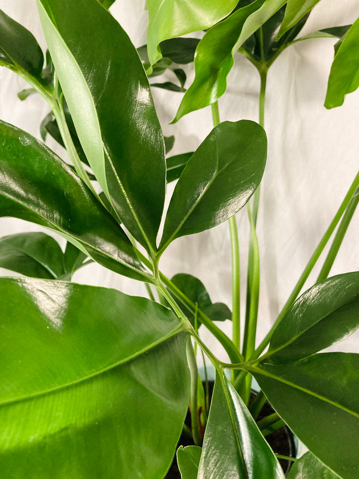 Philodendron Fun bun