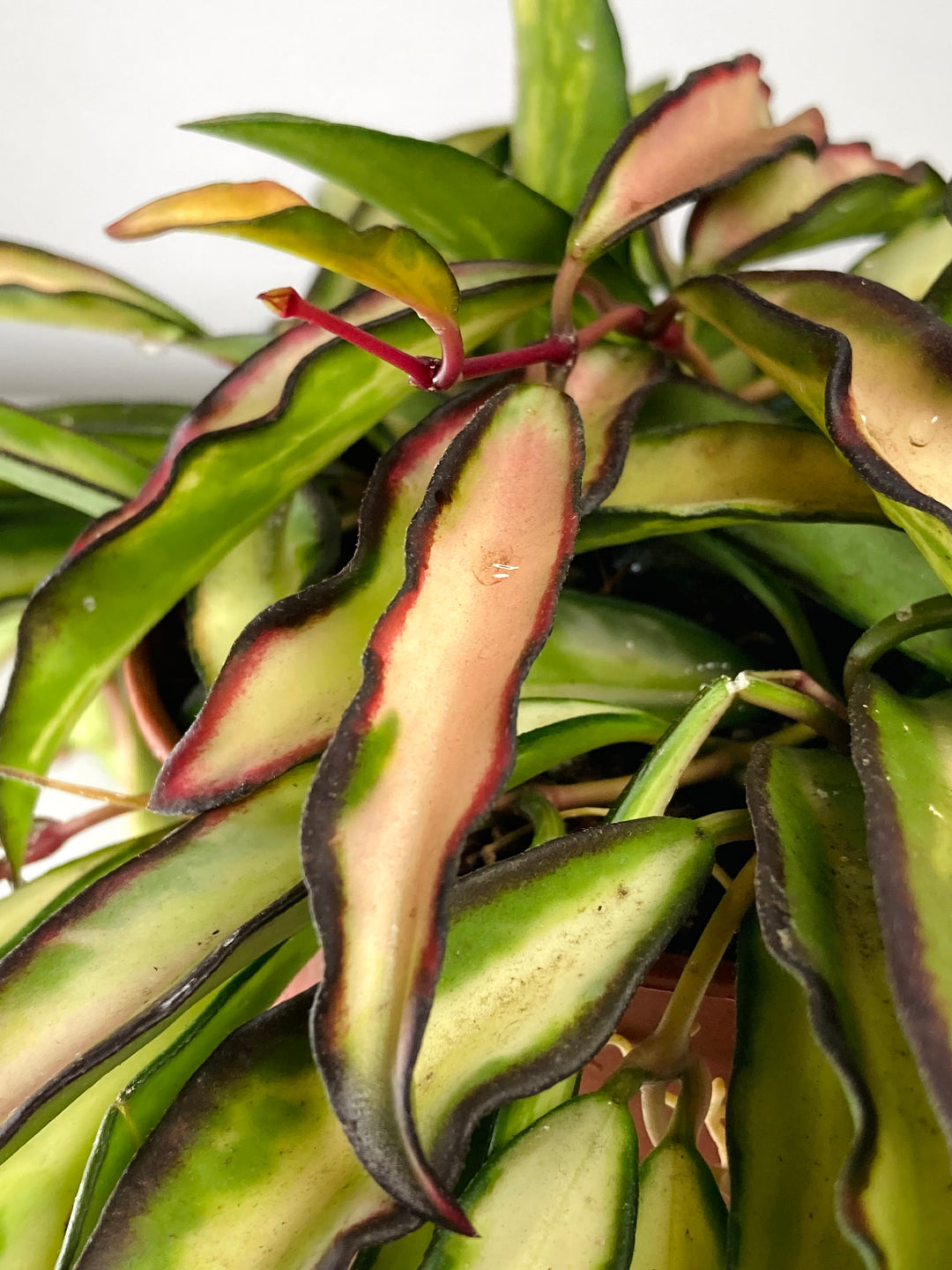 Hoya Wayetii Tricolour