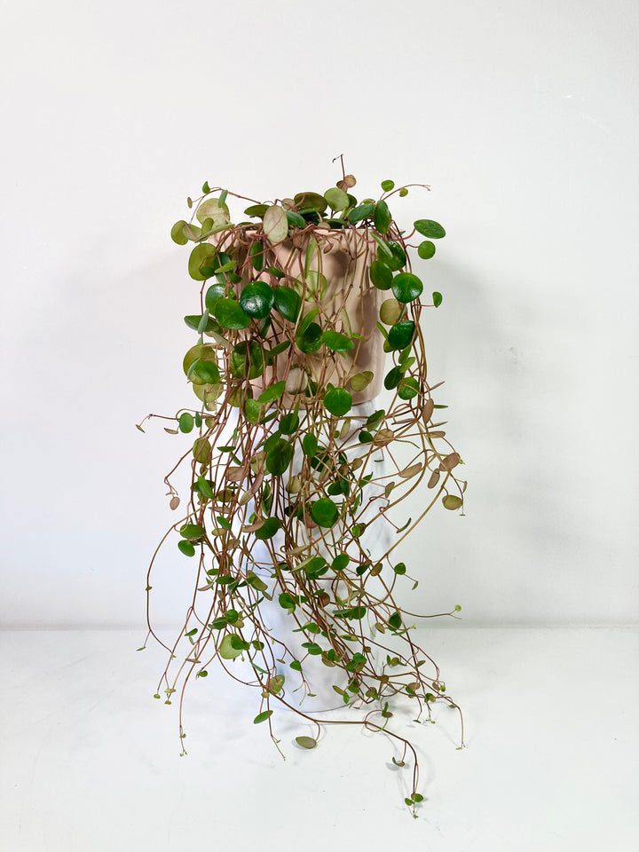 Peperomia Prostrata Pepperspot - String of Coins