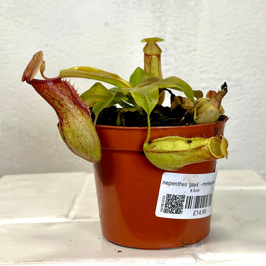Nepenthes ‘Gaya’  - monkey jars