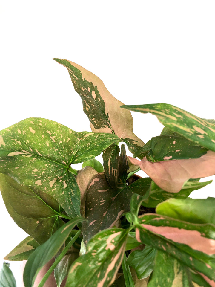 Syngonium Pink Splash