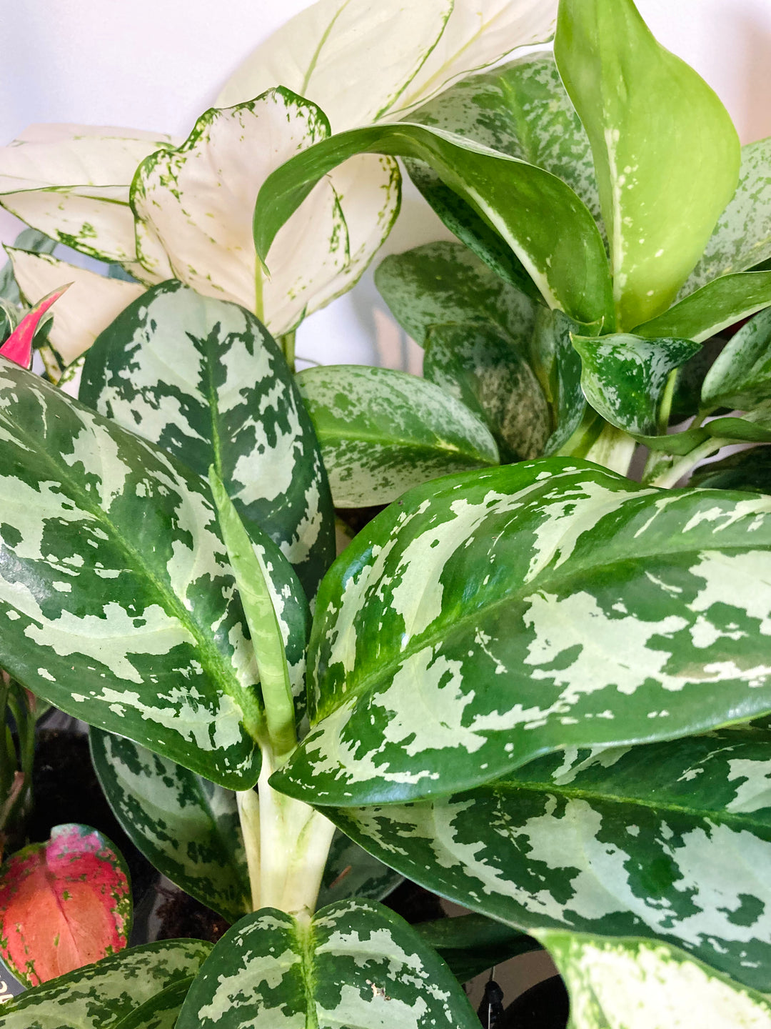 Aglaonema Mix