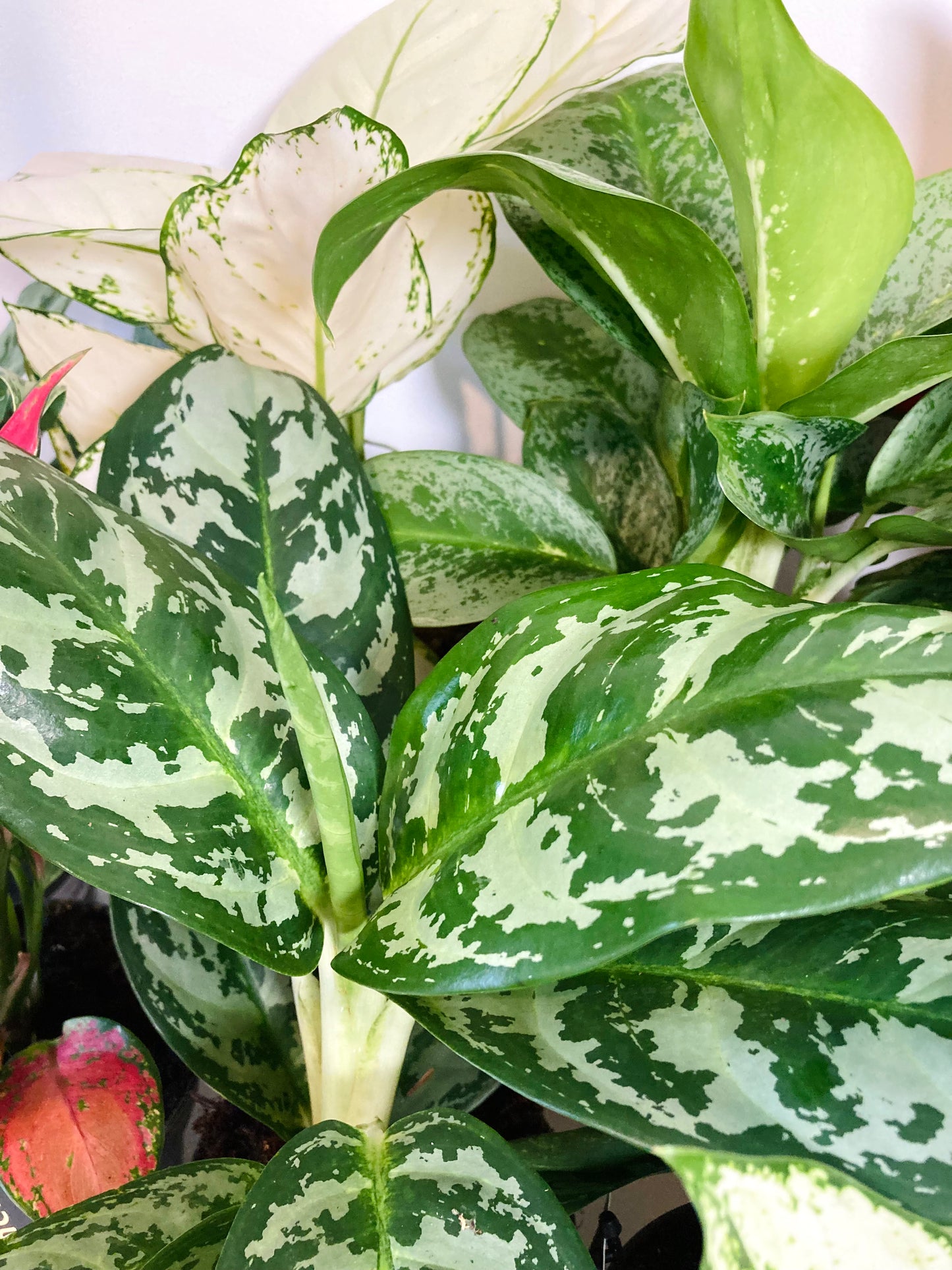 Aglaonema Mix