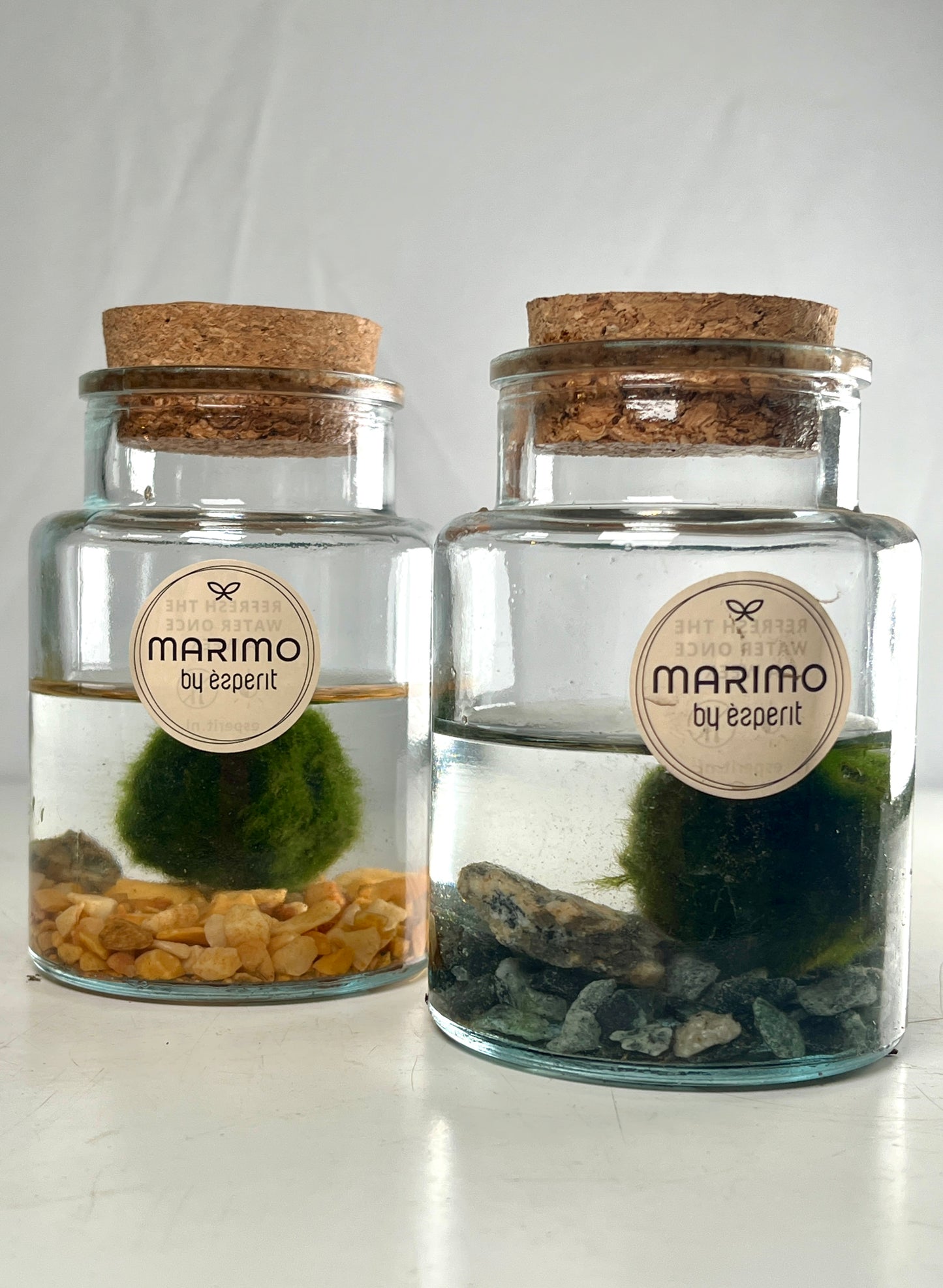 Marimo moss ball in glass - Aegagropila linnaei