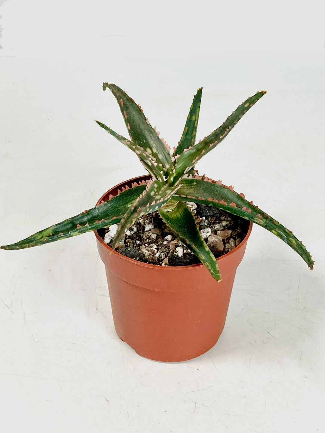 Aloe Dannyz