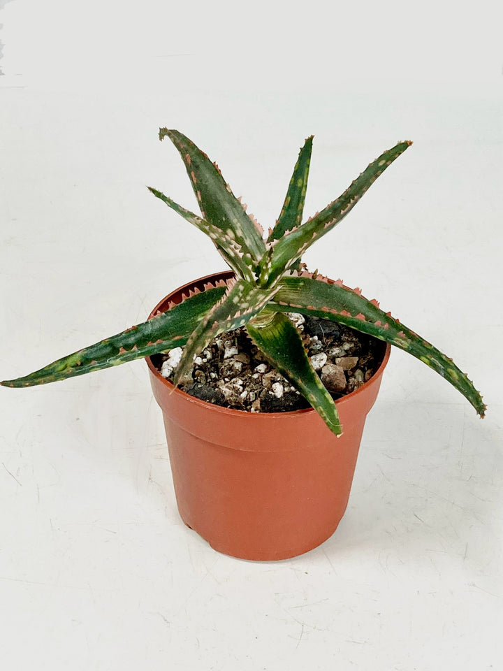 Aloe Dannyz