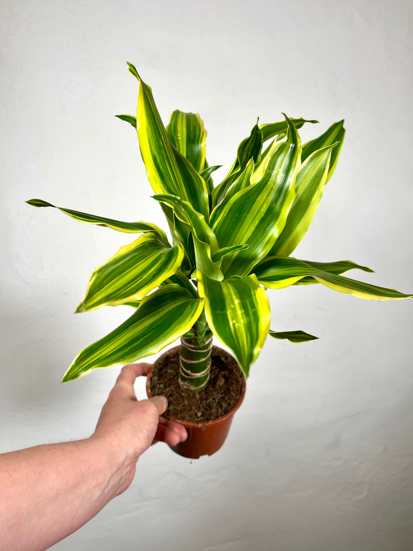 Dracaena fragrans 'Golden Queen' - Dragon Tree