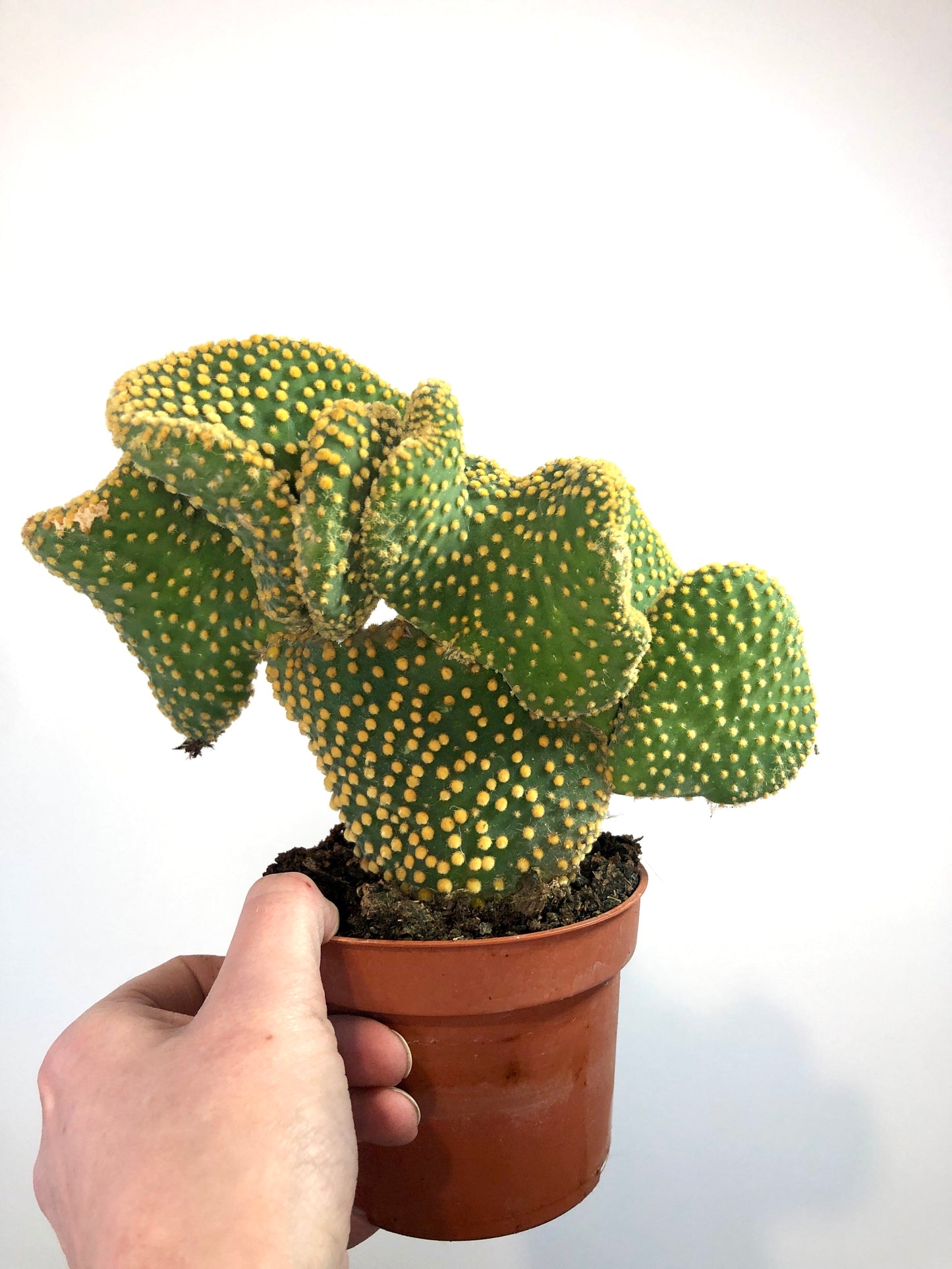 Opuntia microdasys var. pallida cristata -Crested Bunny Ears Cactus