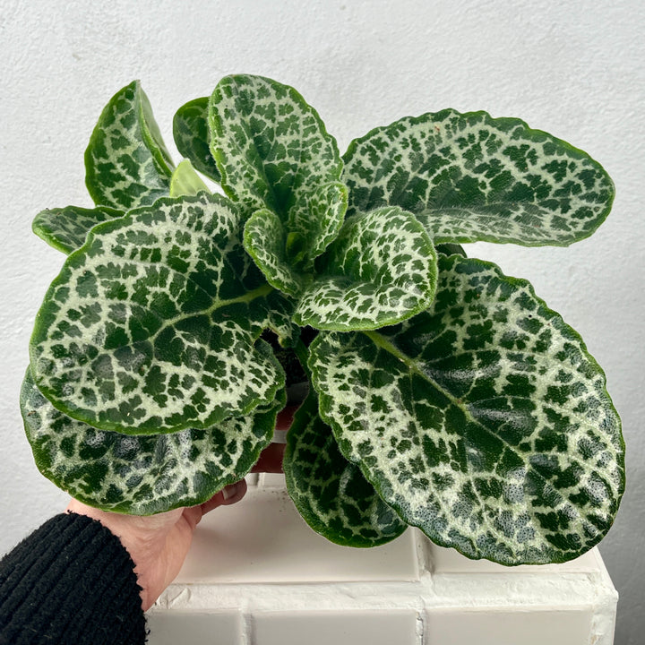 Streptocarpus ‘Pretty Turtle’ – Cape Primrose