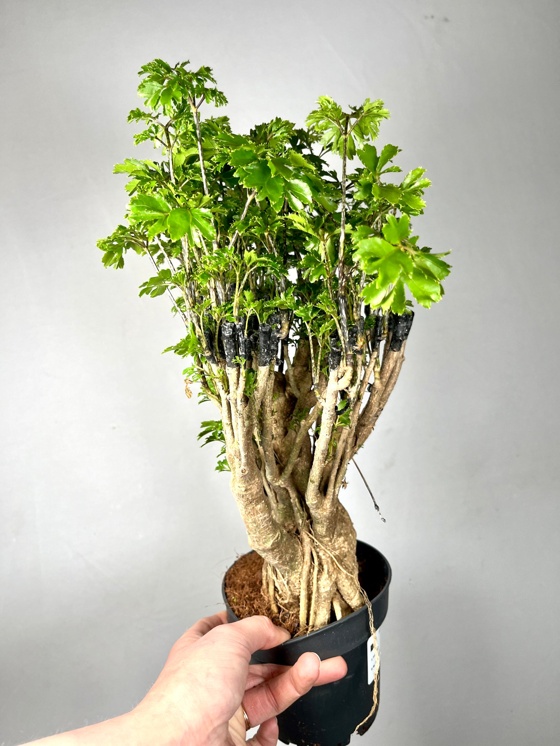 aralia bonsai tree Polyscias Bonsai lucky dip – Indoor Tropical “Aralia” Tree – Plant Studio