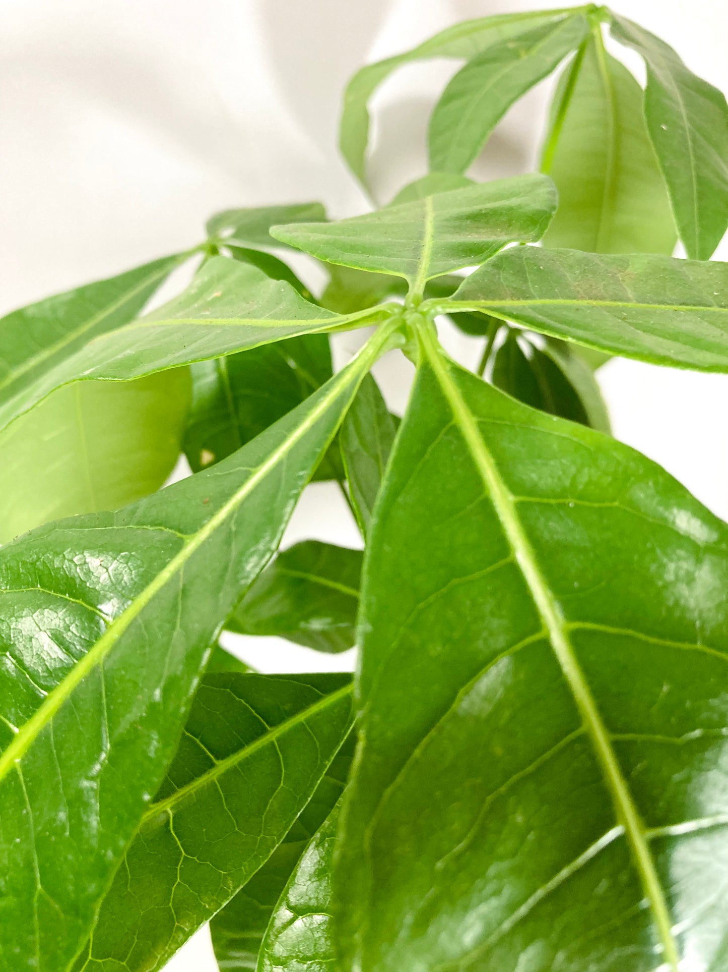 Pachira aquatica – Lucky Money Tree Houseplant – Plant Studio