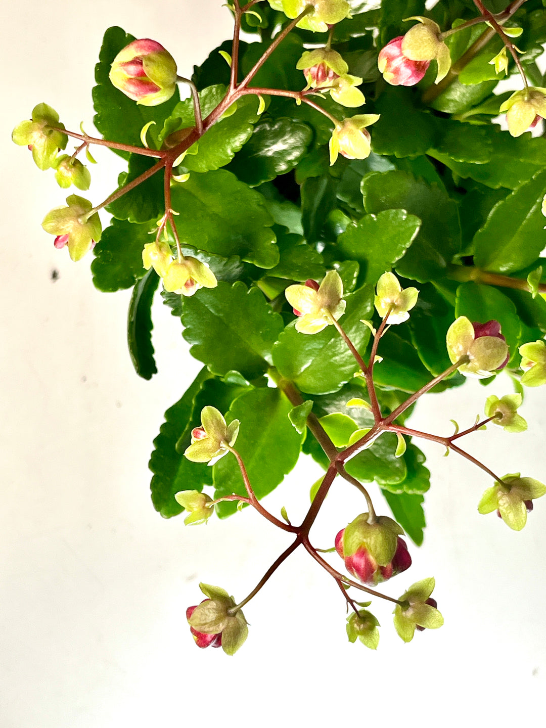 Kalanchoe Wendy