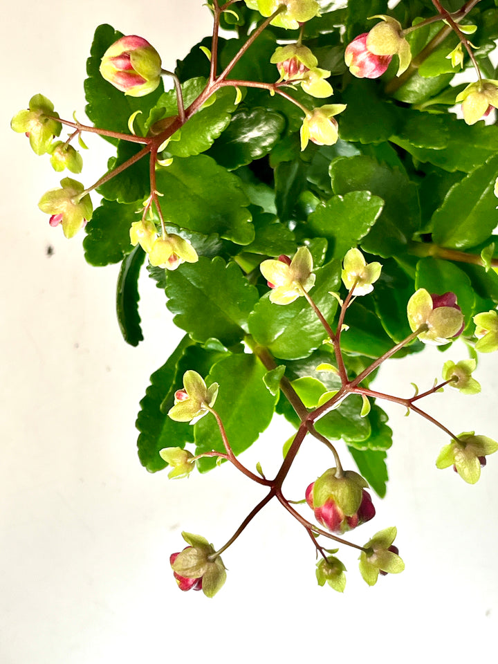 Kalanchoe Wendy