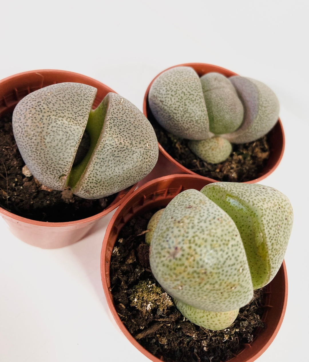 Pleiospilos Nelii - Living rock living stone