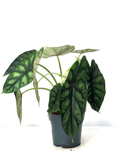 Alocasia Dragon Scale