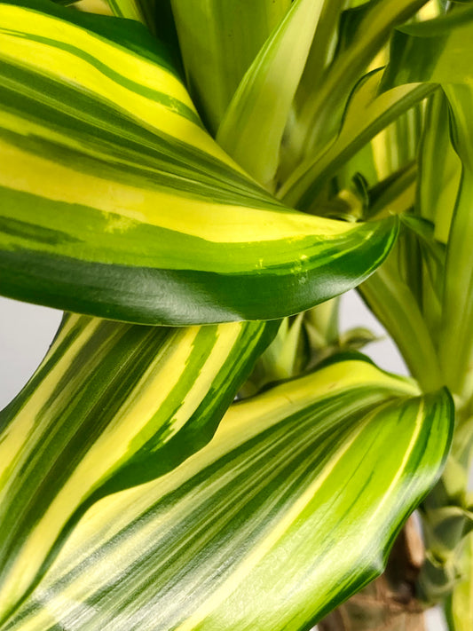 Dracaena Golden Coast